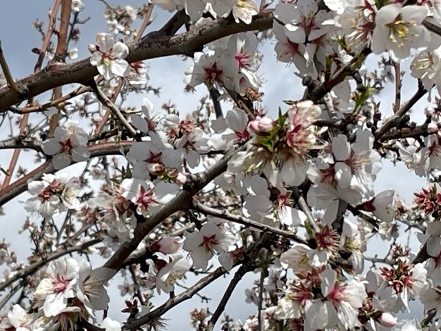 Almond Flowers and Bees