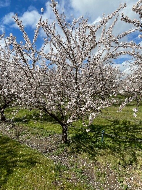 Almond Trees in bloom