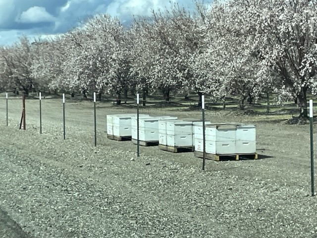 Bee Hives at Almond Orchard